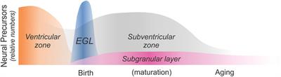 Opiate Drugs with Abuse Liability Hijack the Endogenous Opioid System to Disrupt Neuronal and Glial Maturation in the Central Nervous System